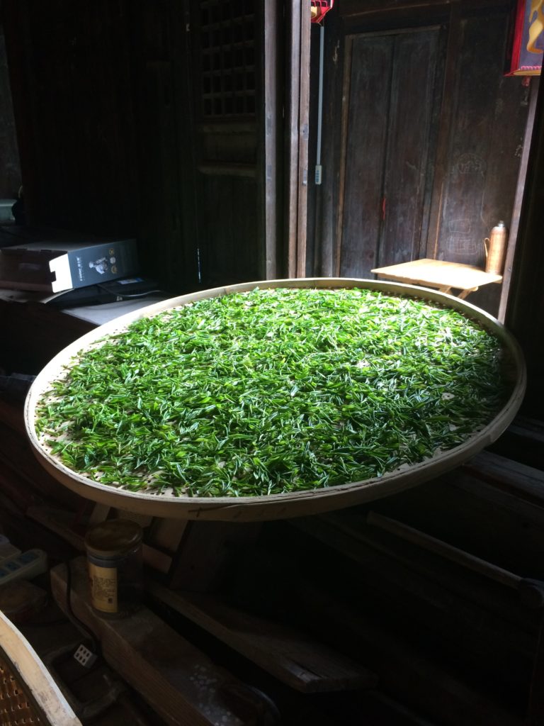 Bi Luo Chun green tea plantation: Withering the leaves of Bi Luo Chun green tea