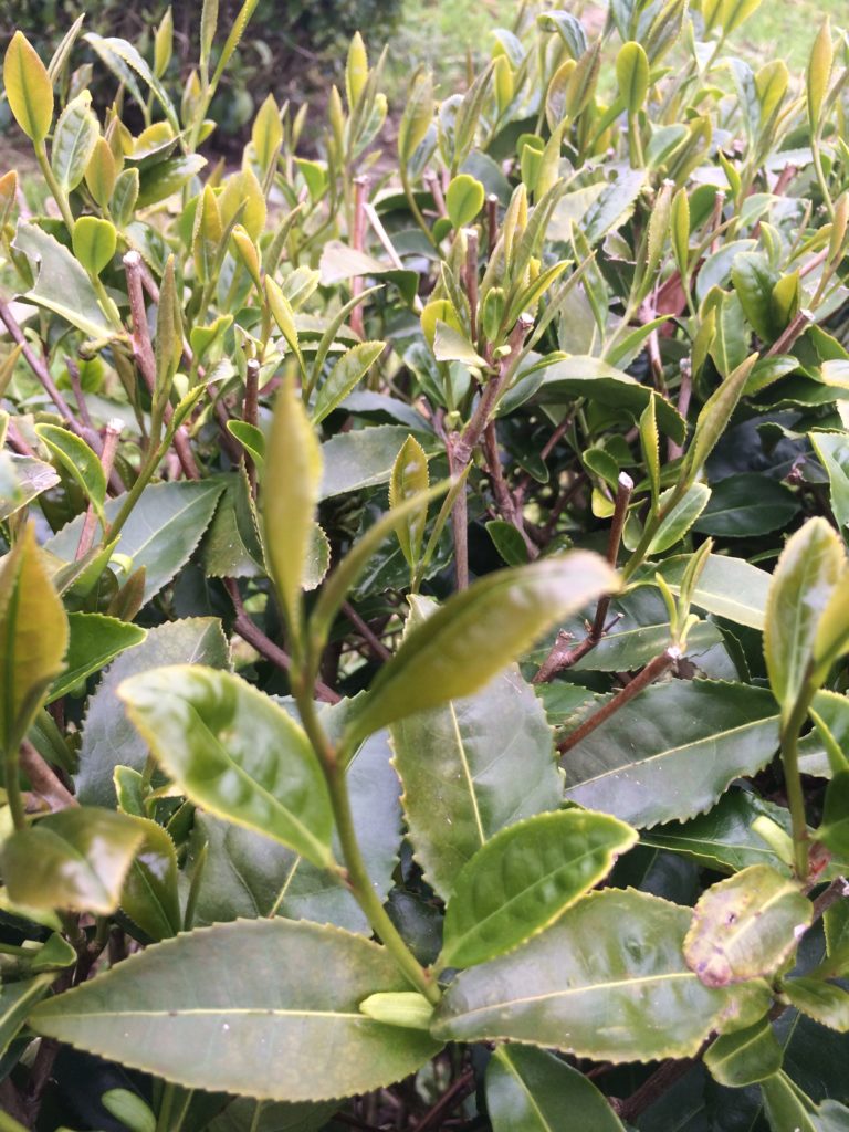 New tea shoots in Zealong tea plantation