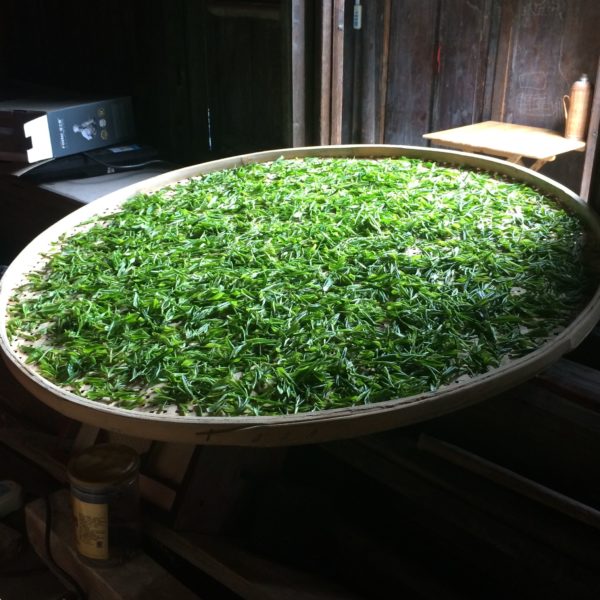 Withering of Bi Luo Chun tea leafs.