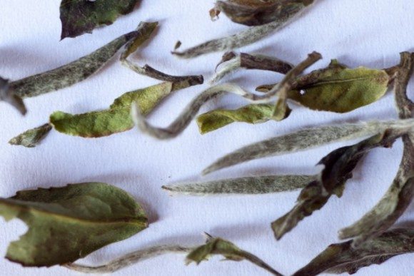 Bai Mu Dan – Weißer Tee Bai Mu Dan – Weißer Tee