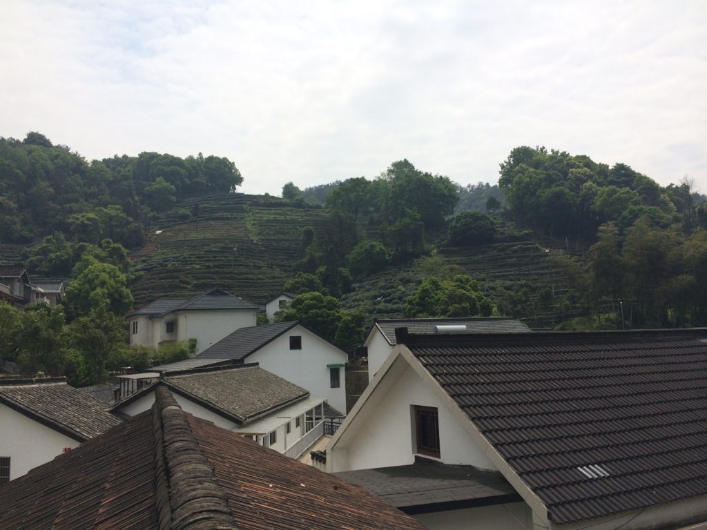 Long Jing green tea garden village