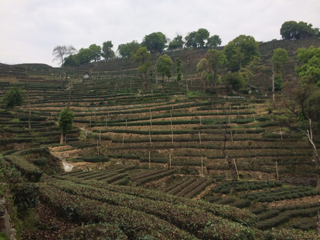 Long Jing tea garden hilss.