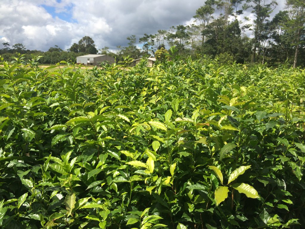 Tea bushes at Nerada Tea plantation in Australia.