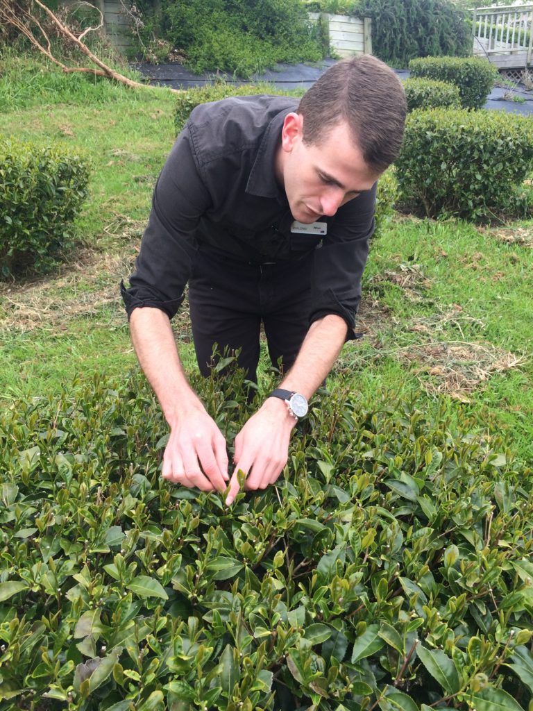 Picking leaves in Zealong tea plantation.