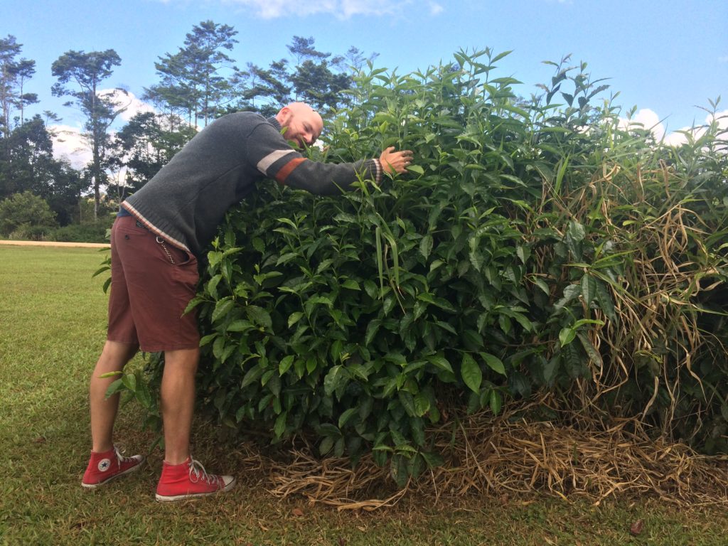 Hugging my tea plant friends.